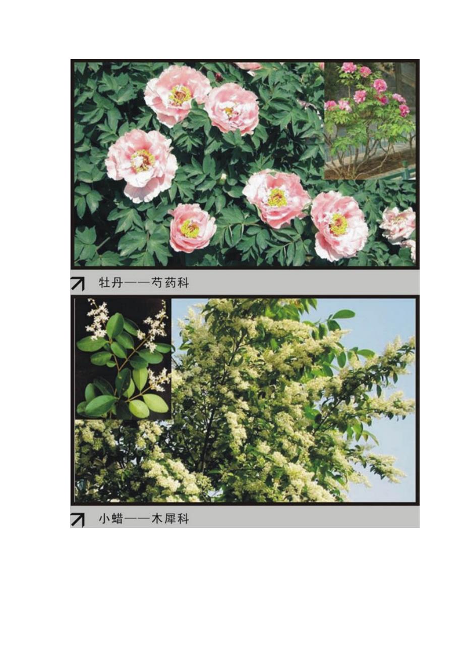 园林植物大观园_第3页