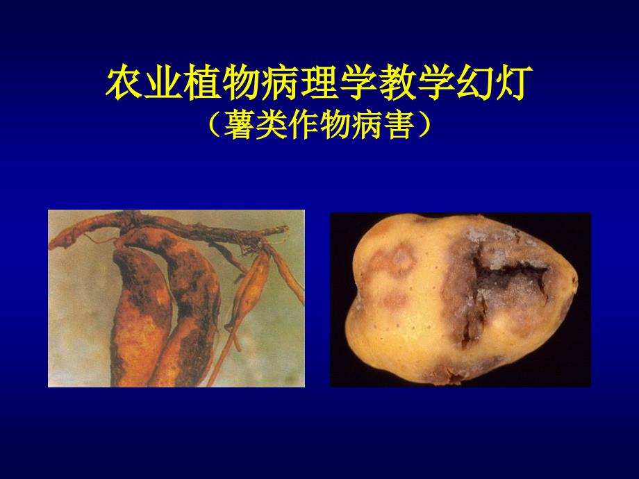 薯类病害_第1页