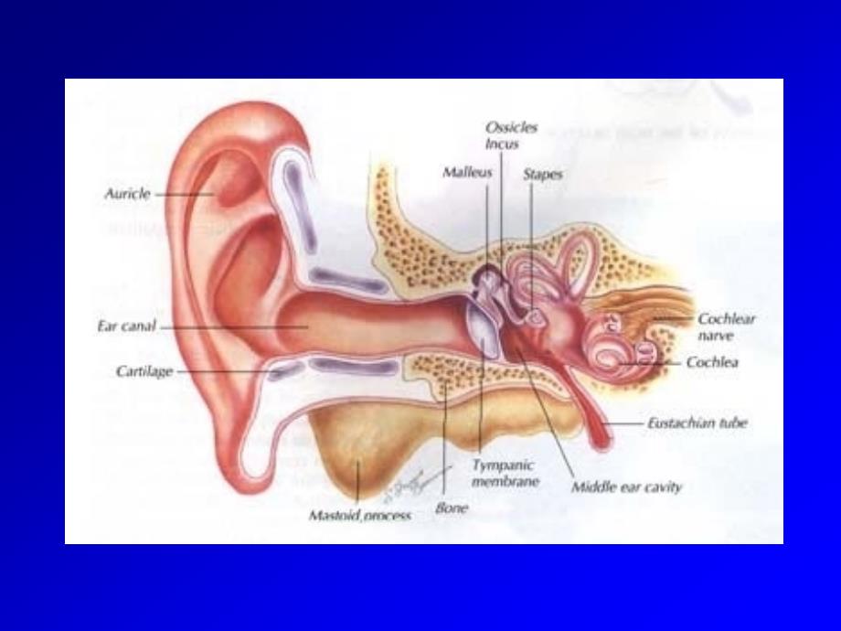 耳部解剖_第3页