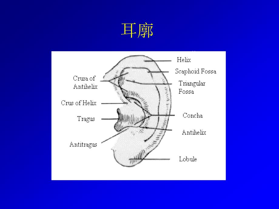 耳部解剖_第4页