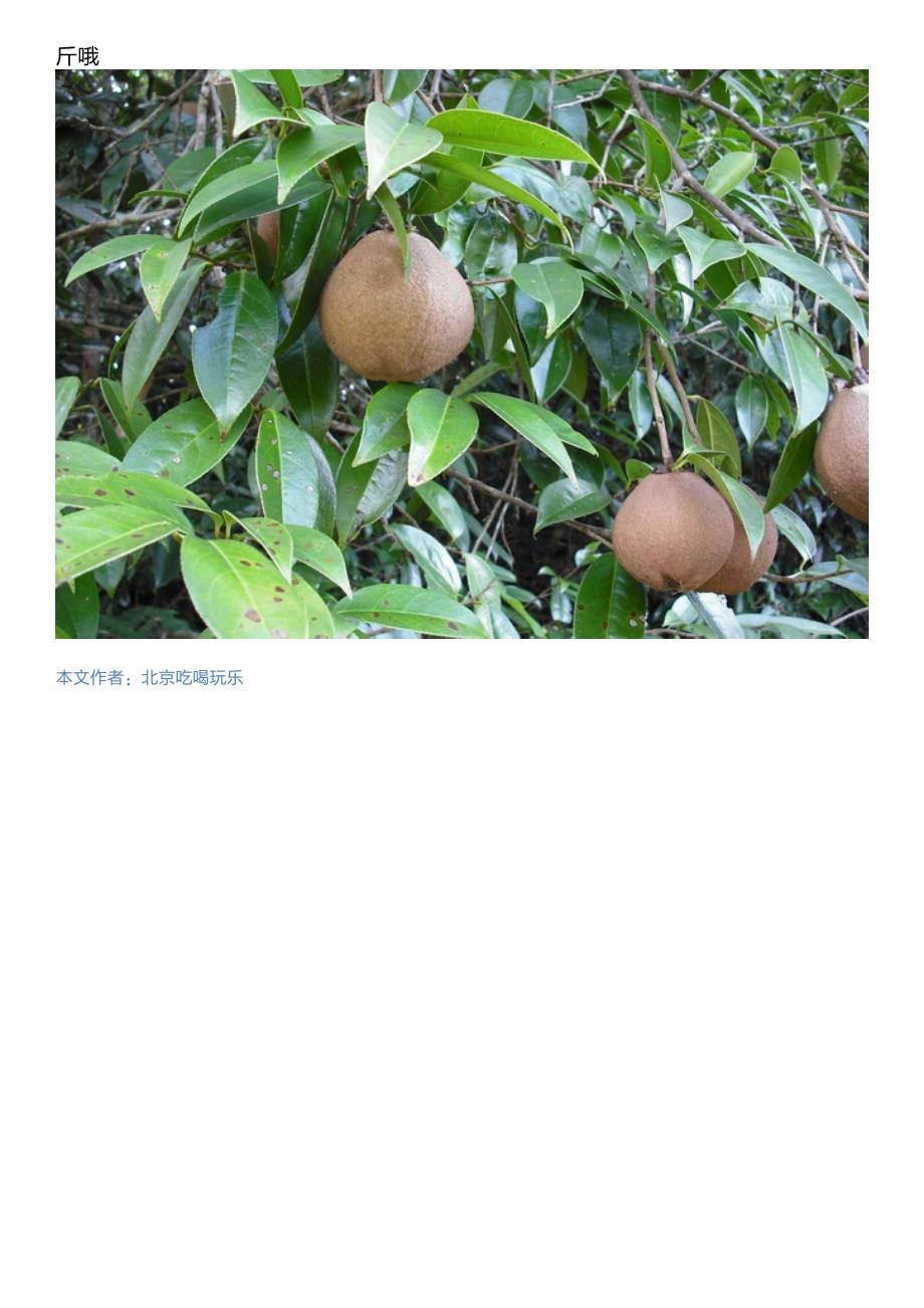 农村这种豪不起眼的果子,竟是农民的宝贝,一斤可卖60元。_第3页