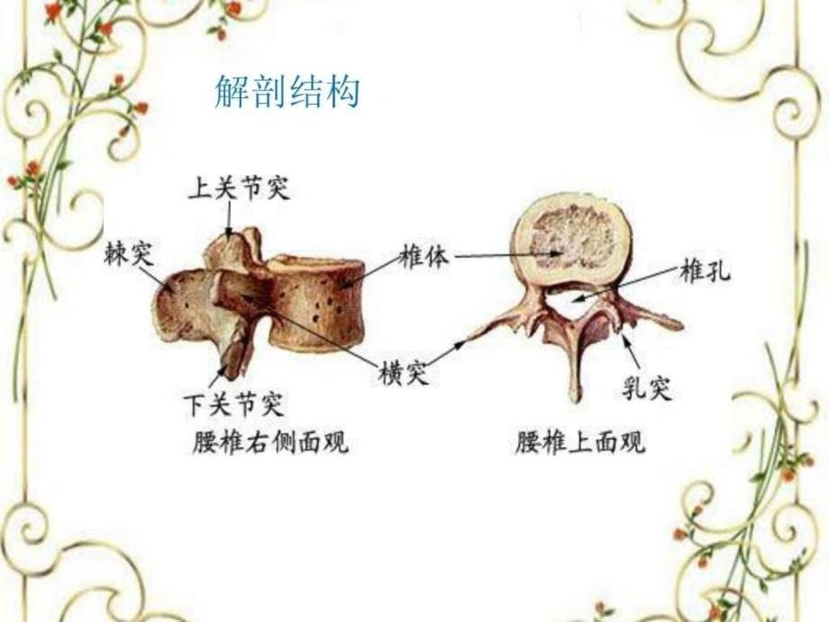 腰椎骨折护理查房(2)ppt课件_第5页
