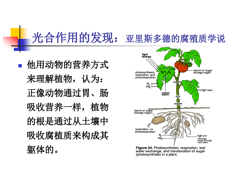 碳水化合物与生物能_第3页