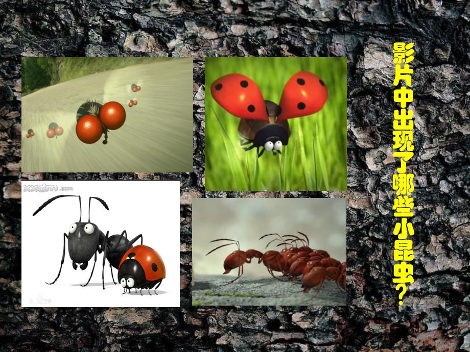 湘版小学美术二年级上册《美丽的昆虫》课件_第3页