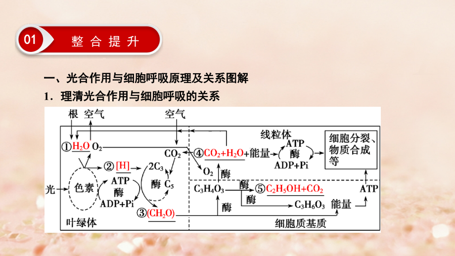 2018高考生物大二轮复习第01部分专题02生命系统的代谢整合考点05“共同担当”的光合作用与细胞呼吸课件_第4页