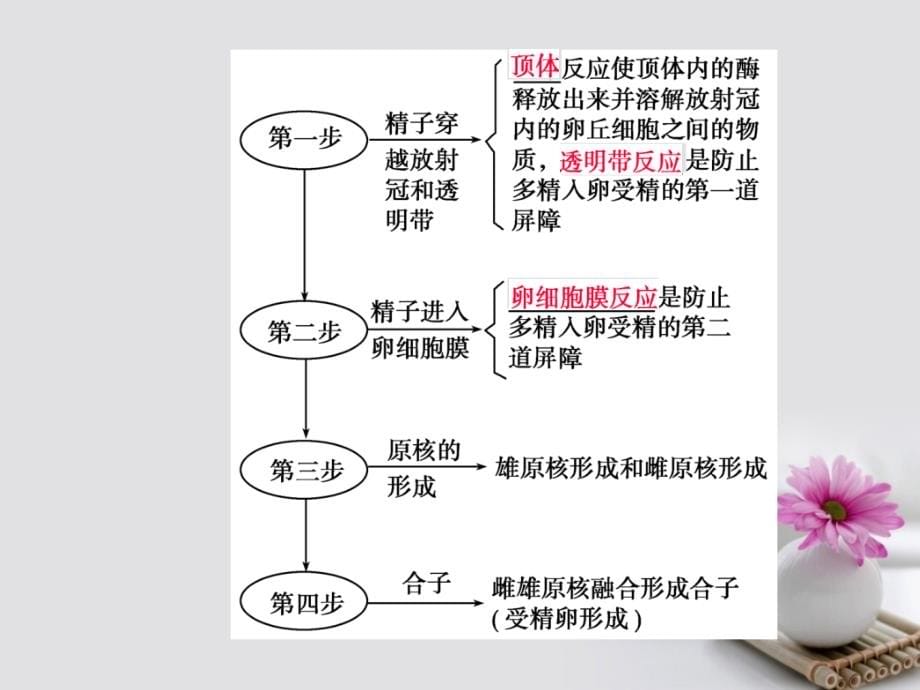 2018届高考生物总复习第十单元现代生物科技专题10-37胚胎工程与生物技术的安全性和伦理问题课件_第5页