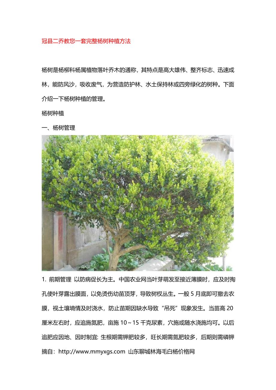 冠县二乔教您一套完整杨树种植方法_第1页