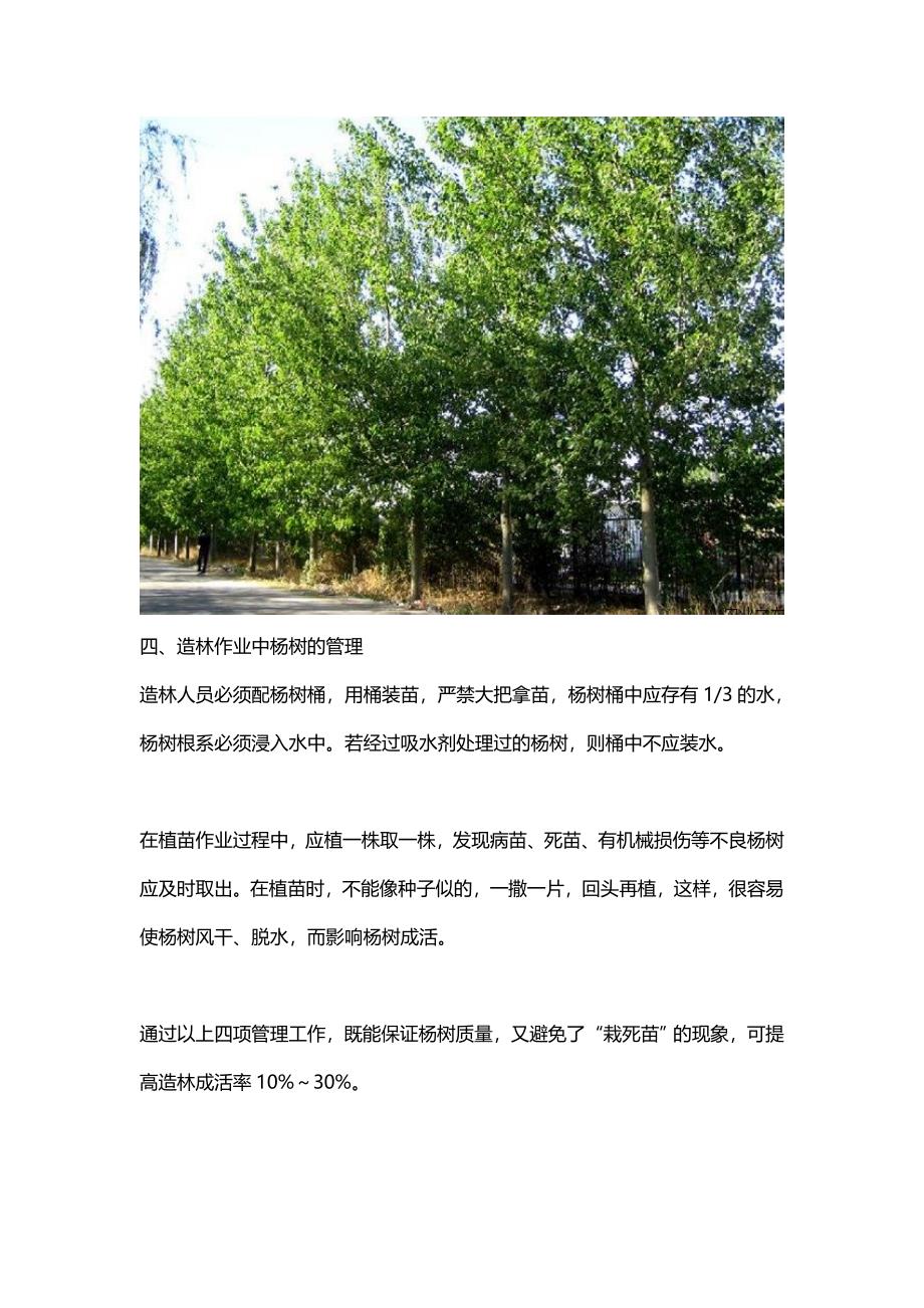 冠县二乔教您一套完整杨树种植方法_第4页