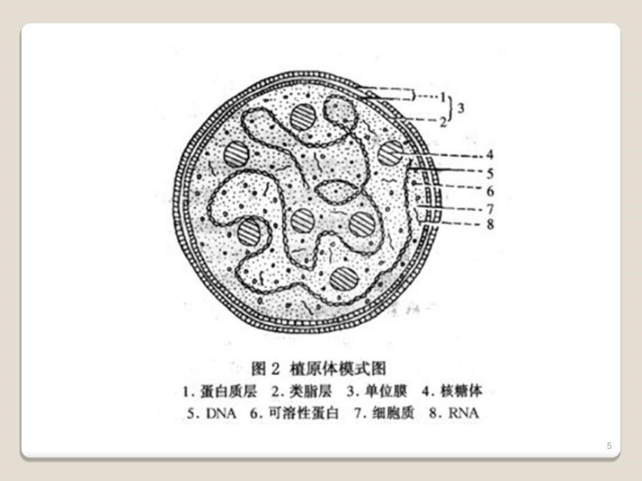 植物病理学第五讲_第5页