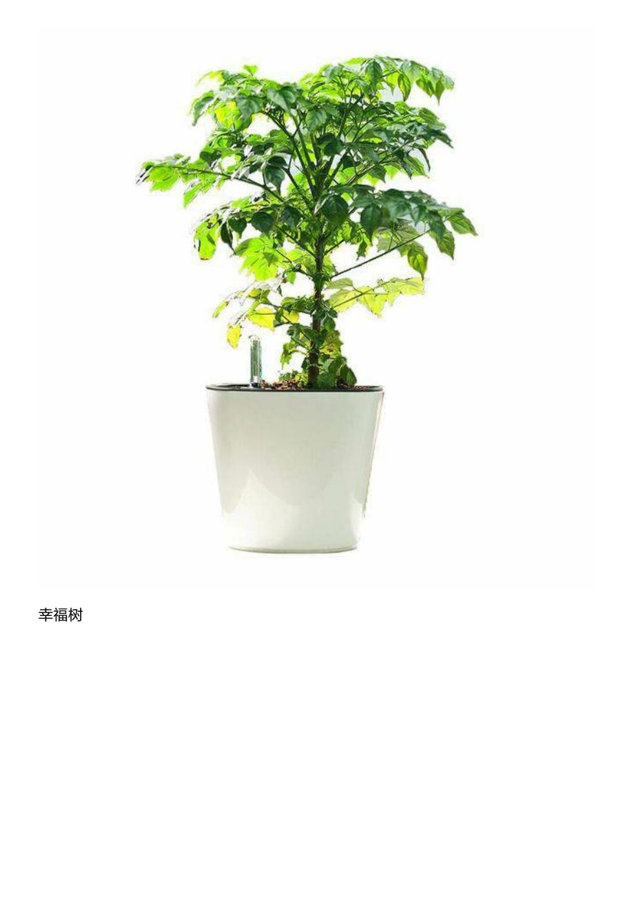 室内适合放的植物有哪些？_第4页