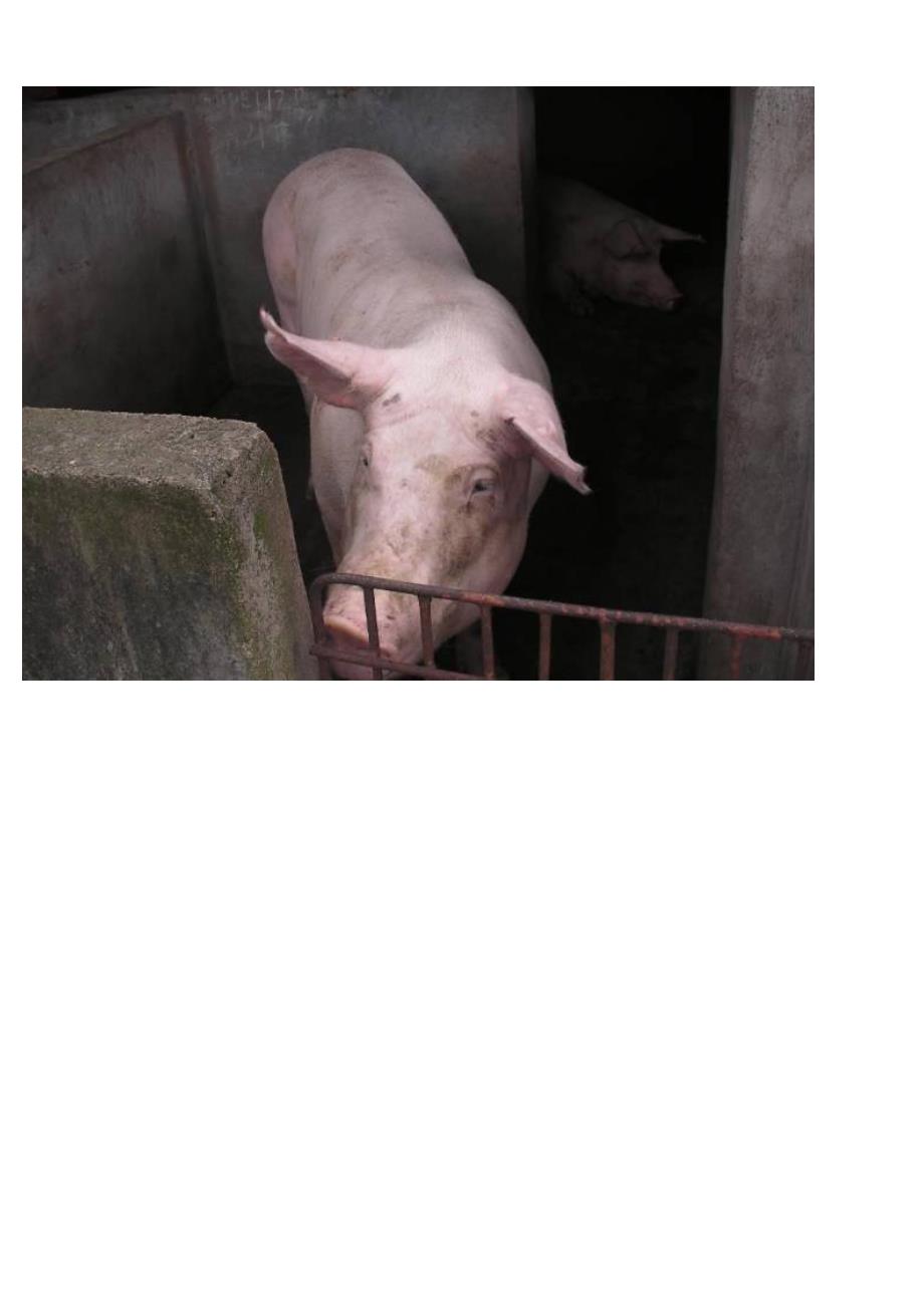 一次母猪饲料投诉的处理过程2011-9_第3页
