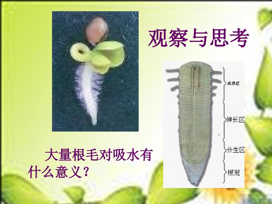 2012年生物复习专题七年级水分进入植物体内的途径课件_第3页