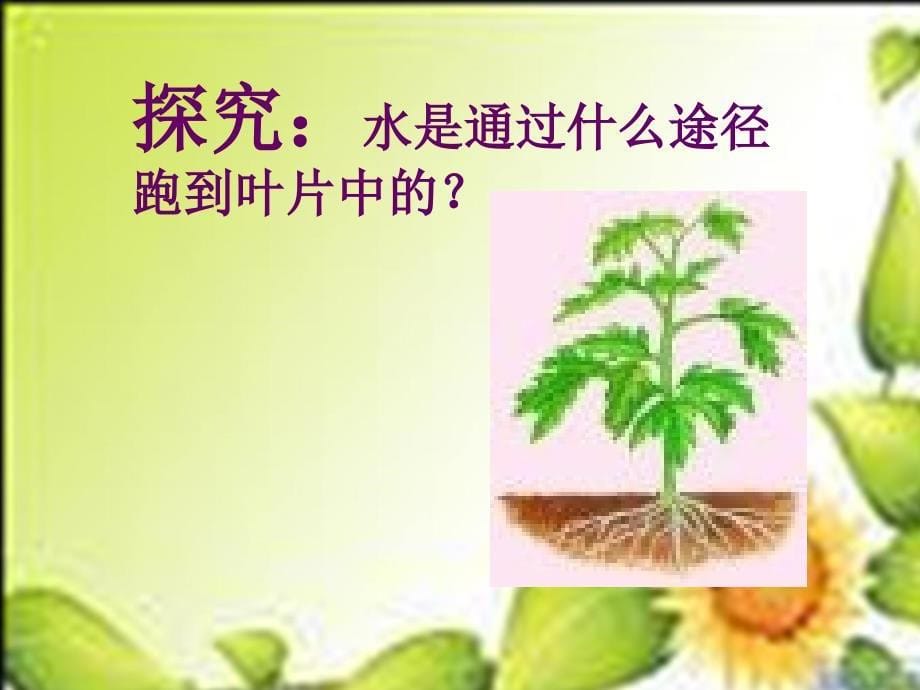 2012年生物复习专题七年级水分进入植物体内的途径课件_第5页