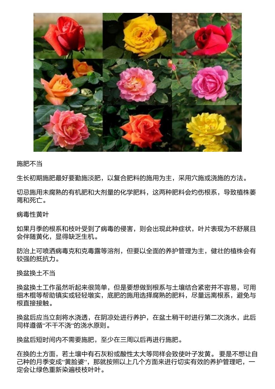 月季花叶子发黄怎么回事_第2页