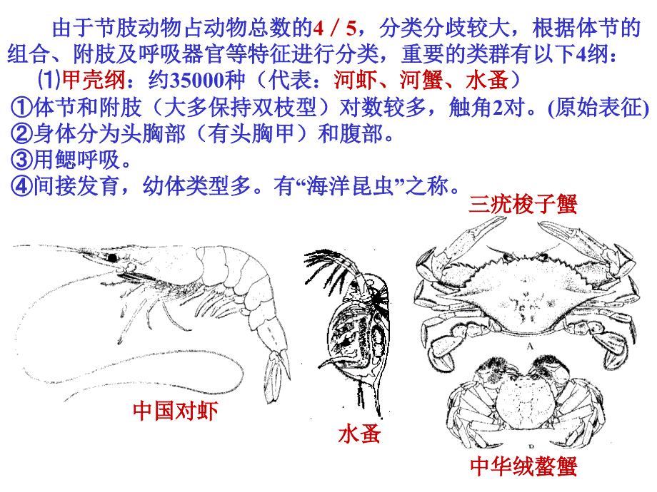 夏令营(动物形态分类2)_第2页