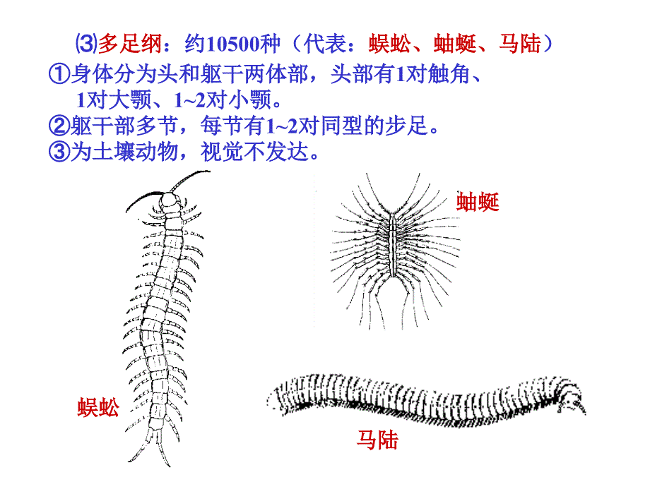 夏令营(动物形态分类2)_第4页