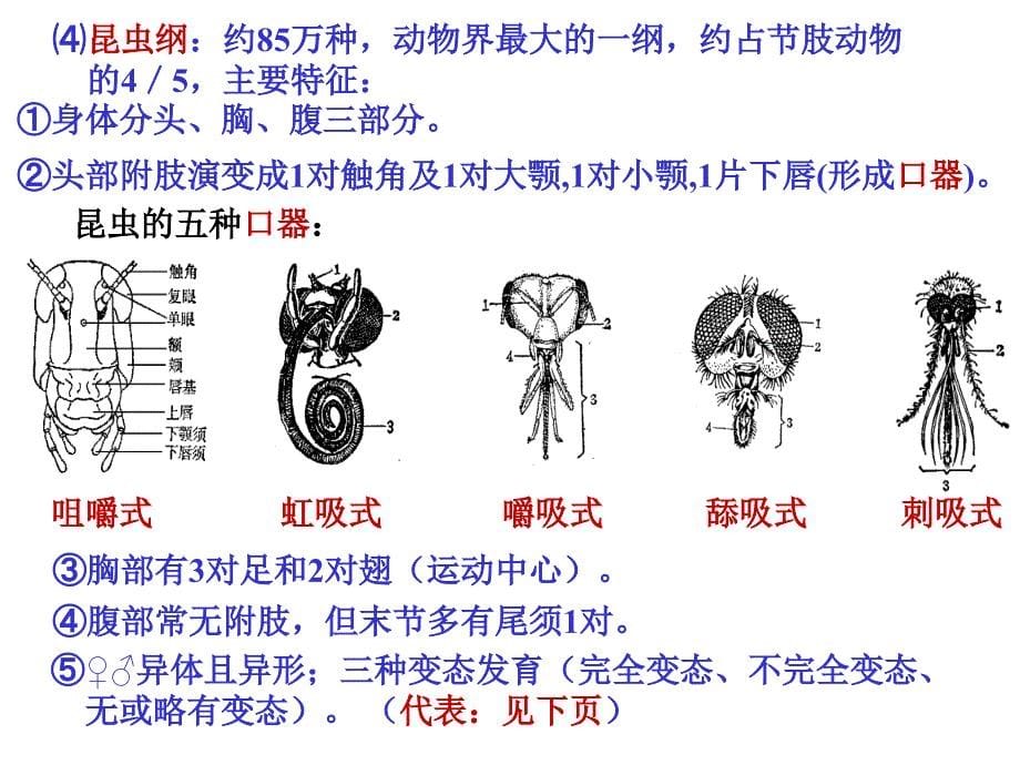 夏令营(动物形态分类2)_第5页