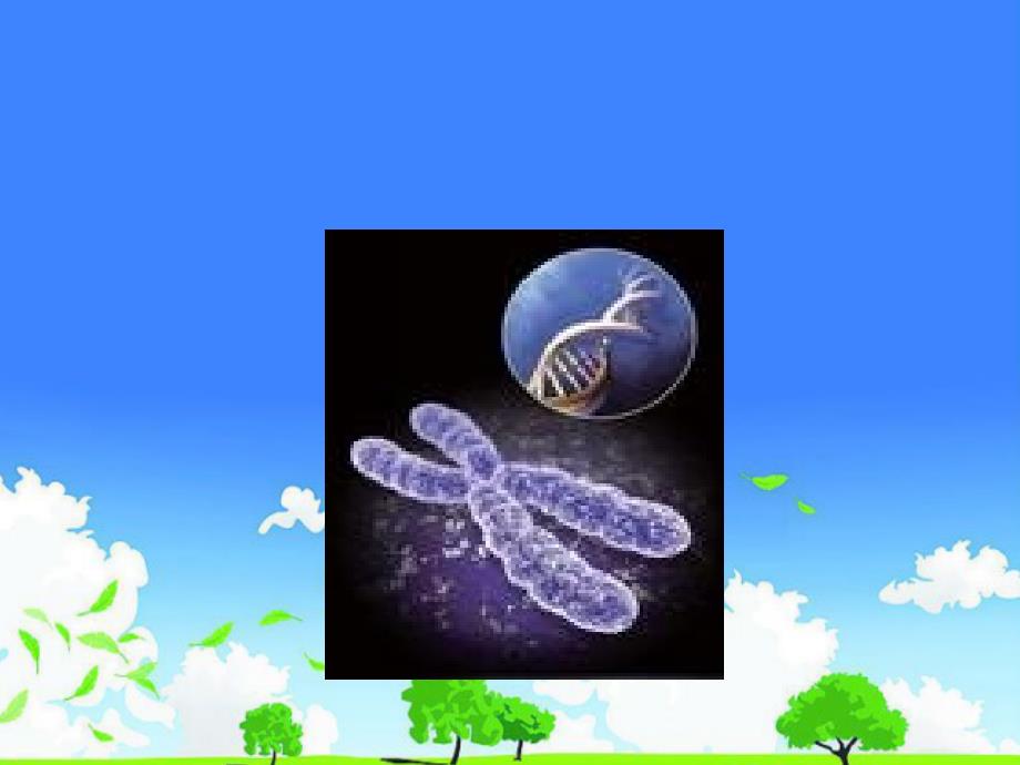 重点中学生物优质课件------《基因在染色体上》_第2页