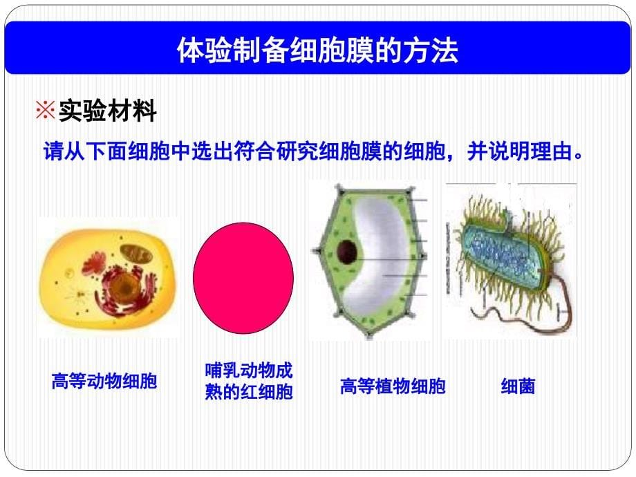 《分子与细胞》(必修1)第三章_第5页