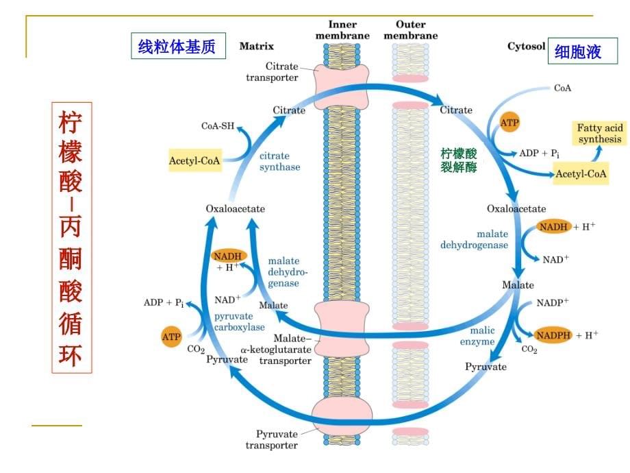 2010-脂代谢-2_第5页