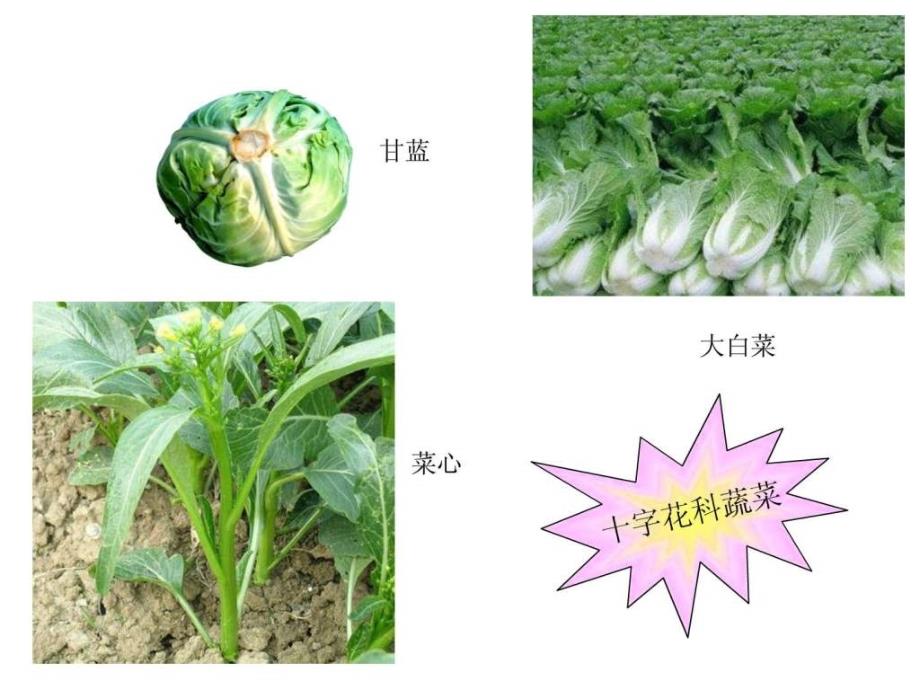 蔬菜病虫害防治ppt课件_第4页