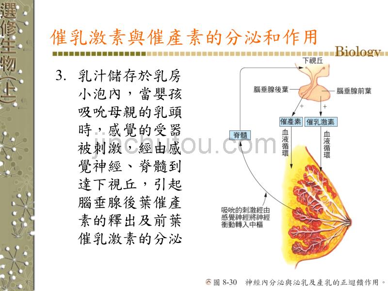 第3节神经内分泌第八章激素与协调作用第3節神經內分泌_第5页