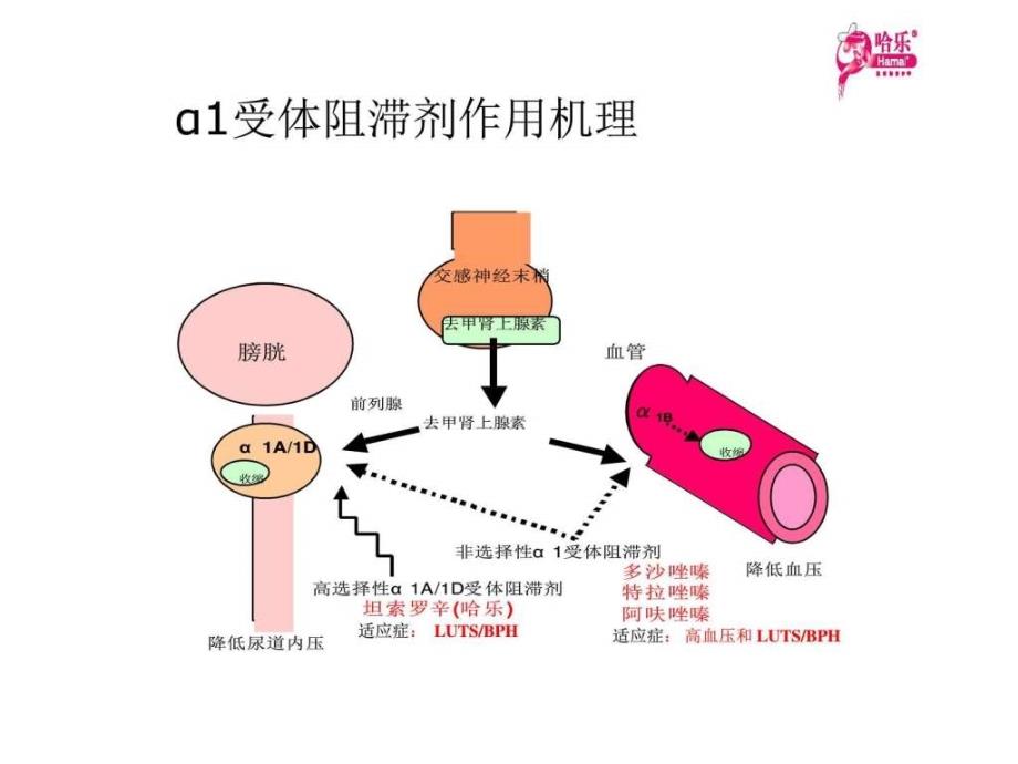 α受体阻滞剂治疗lutsbph的心血管安全性和_第4页