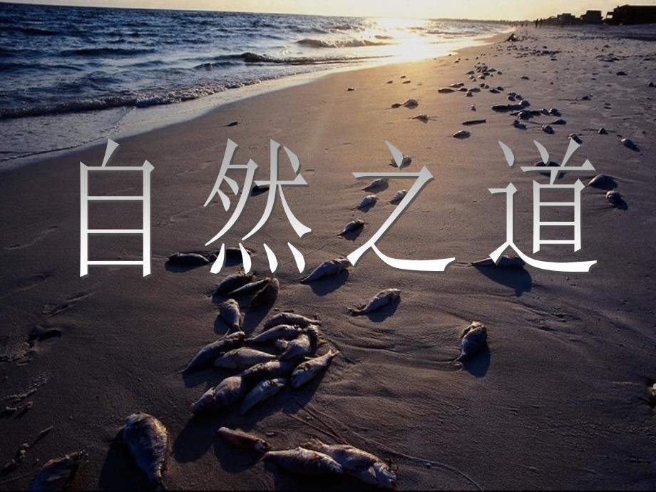 《自然之道》课件_第1页