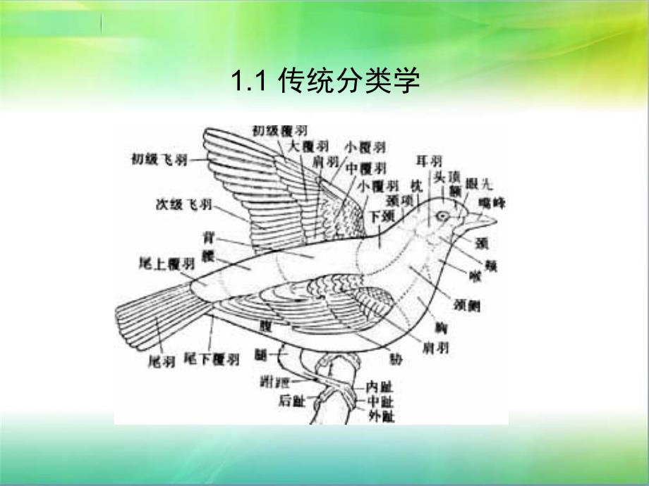 近代鸟类分类与系统发育研究进展ppt_第4页