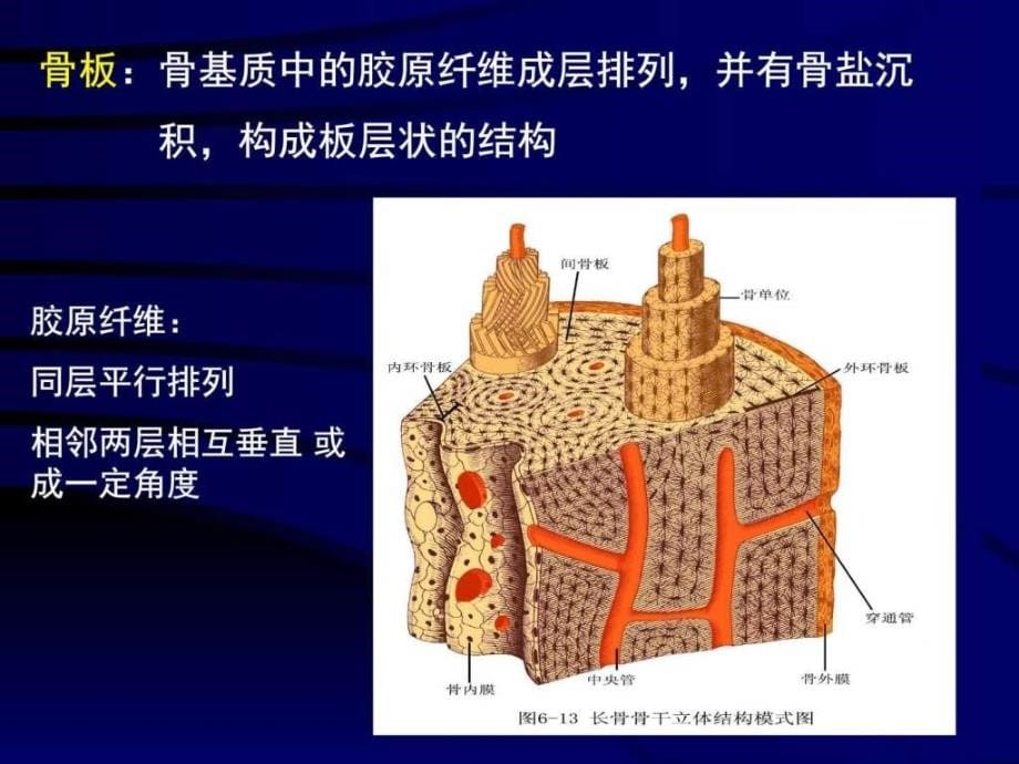 骨血液肌肉ppt课件_第5页