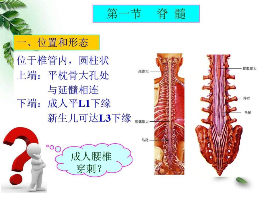 2015解剖学神经系统脊髓脑干（临床专业）ppt课件_第3页