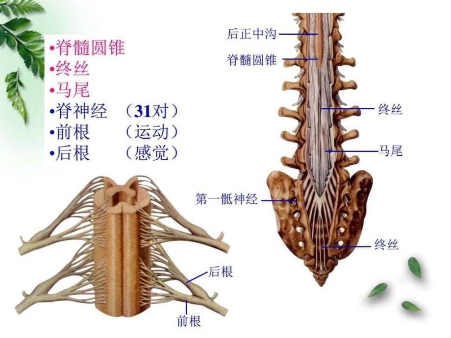 2015解剖学神经系统脊髓脑干（临床专业）ppt课件_第5页