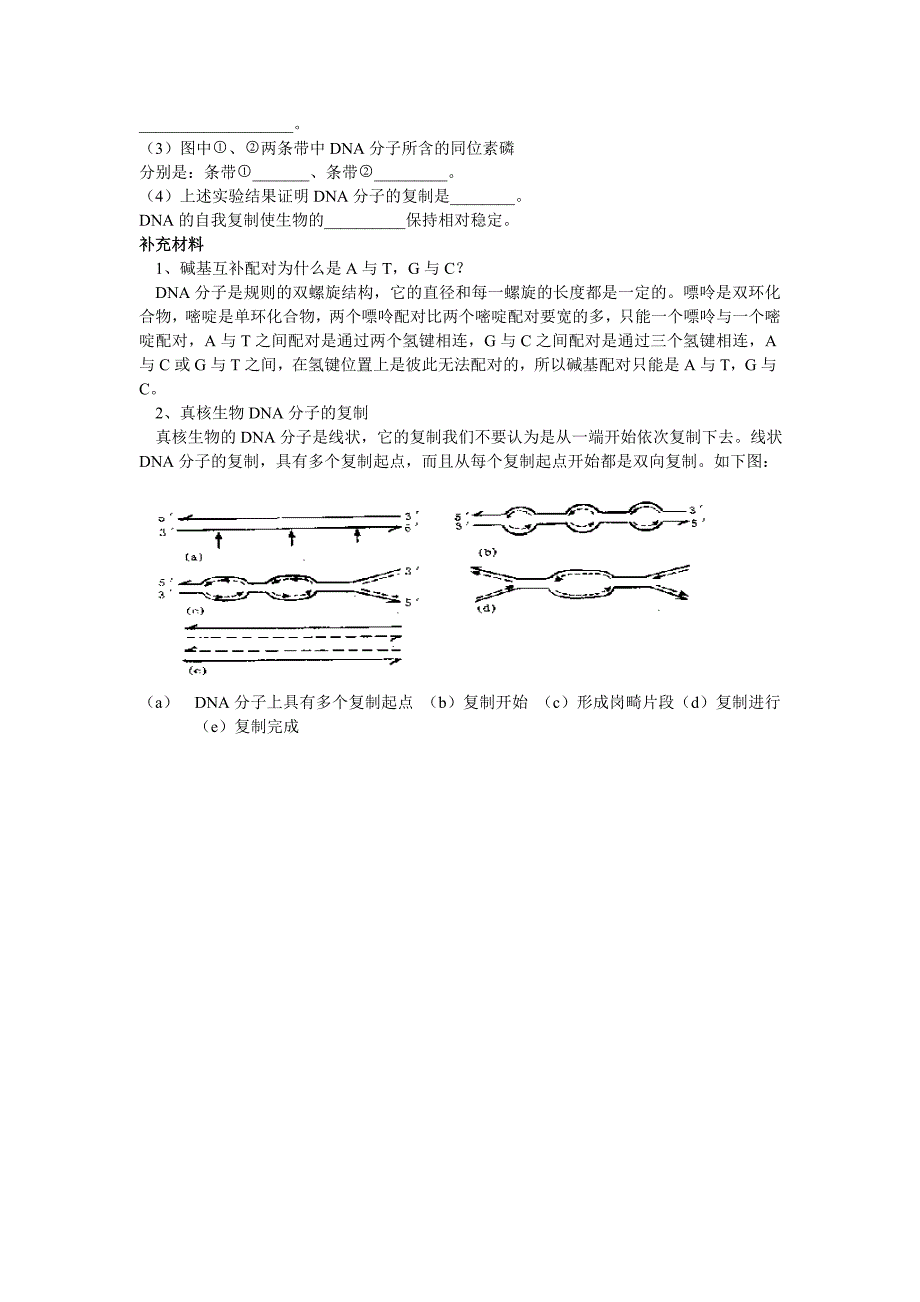 二dna分子的结构和复制学案_第4页