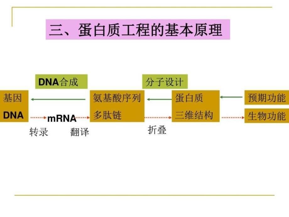 蛋白质工程的崛起课件图文_第5页