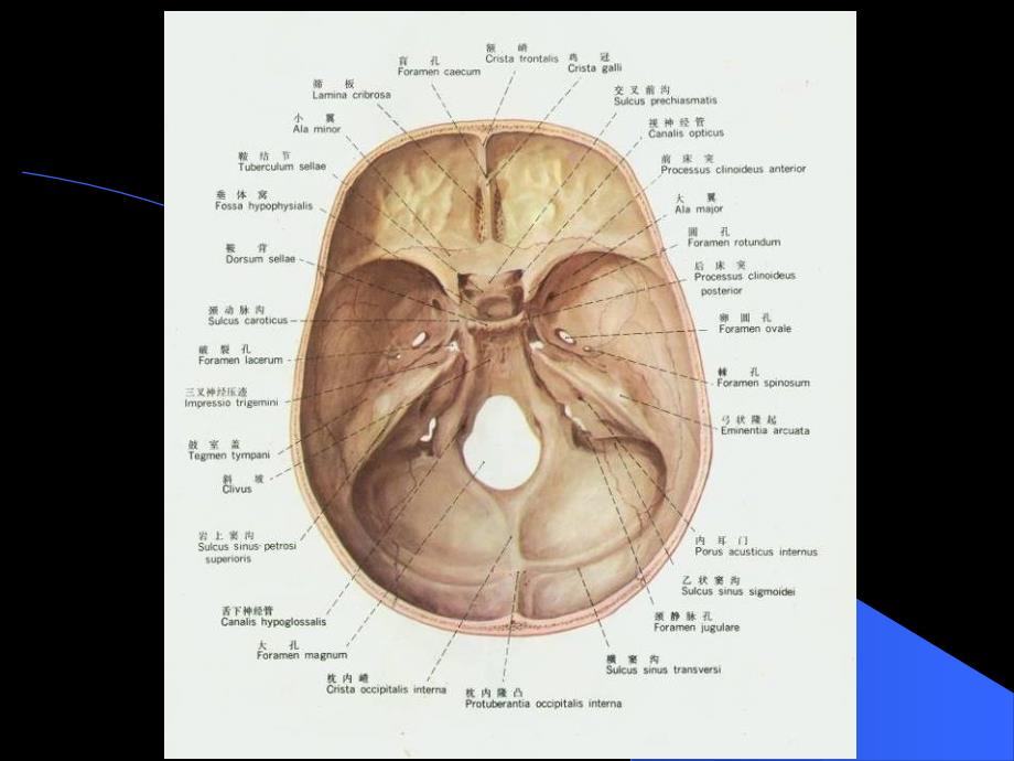 感觉器官--位听器_第4页