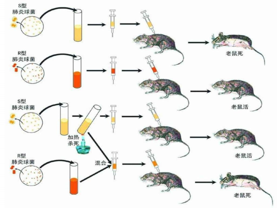 基因的分子生物学ppt课件_第5页