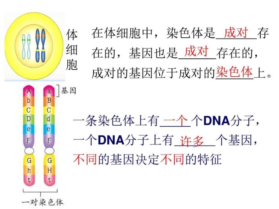 基因控制生物的性状图文ppt课件_第2页