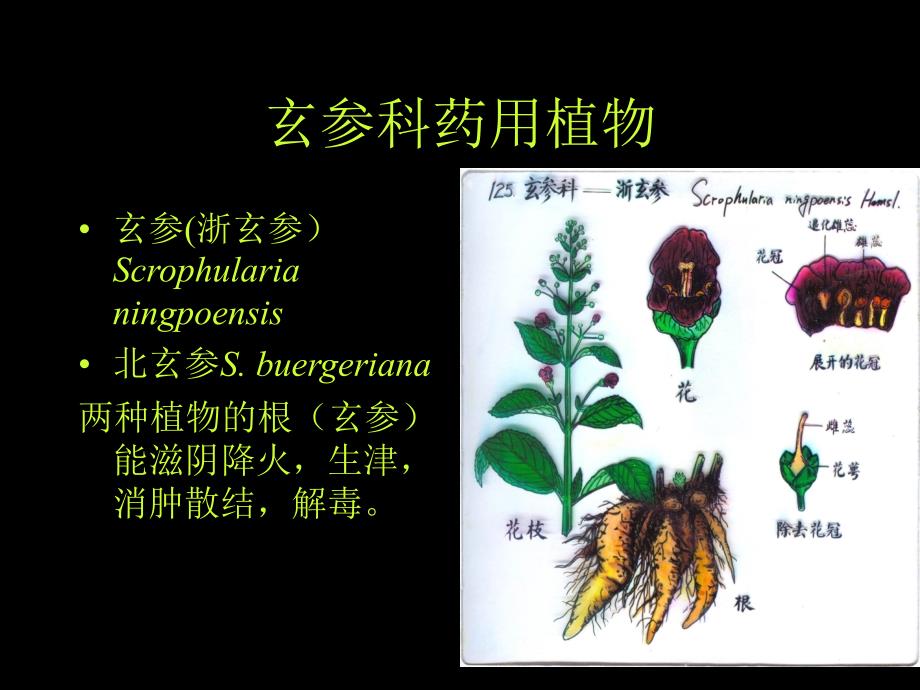 药用植物学30玄参科茜草科_第3页