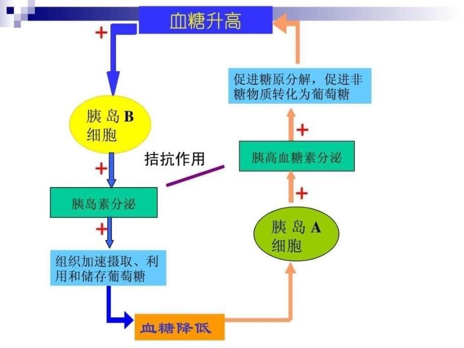 建立血糖平衡调节的模型ppt课件_第5页