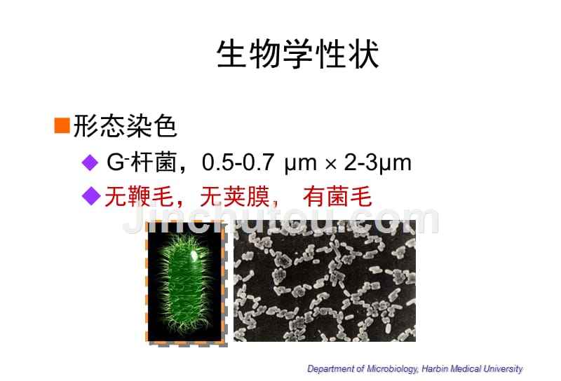 微生物学志贺菌属shigella15shigella_第2页