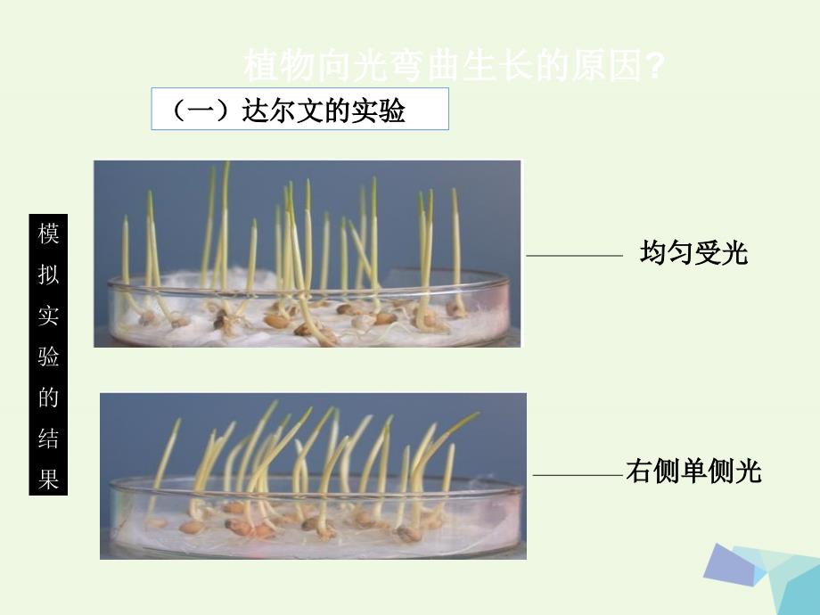 湖南省长沙市高中生物第三章植物的激素调节3.1生长素的发现课件新人教版必修3_第4页