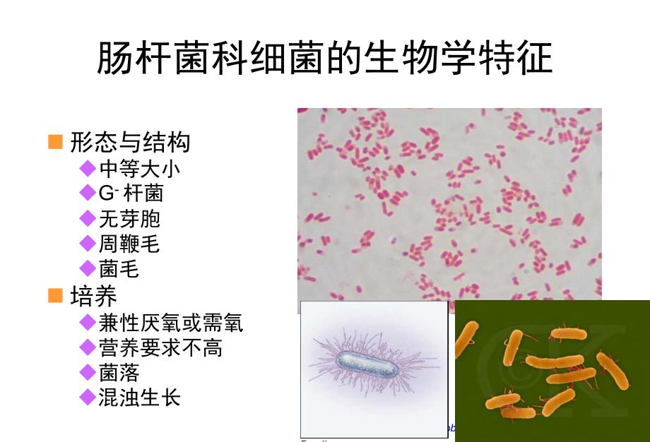 微生物学肠杆菌科14escherichia_第4页