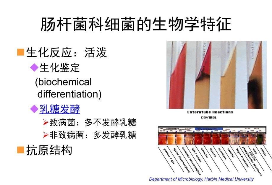 微生物学肠杆菌科14escherichia_第5页