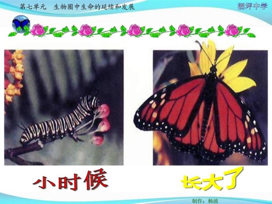 昆虫的生殖和发育图文ppt课件_第1页
