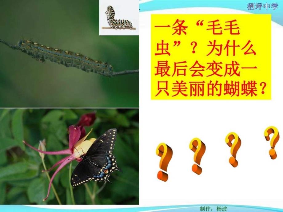 昆虫的生殖和发育图文ppt课件_第2页