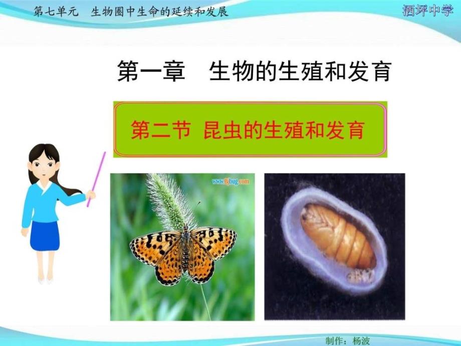 昆虫的生殖和发育图文ppt课件_第3页