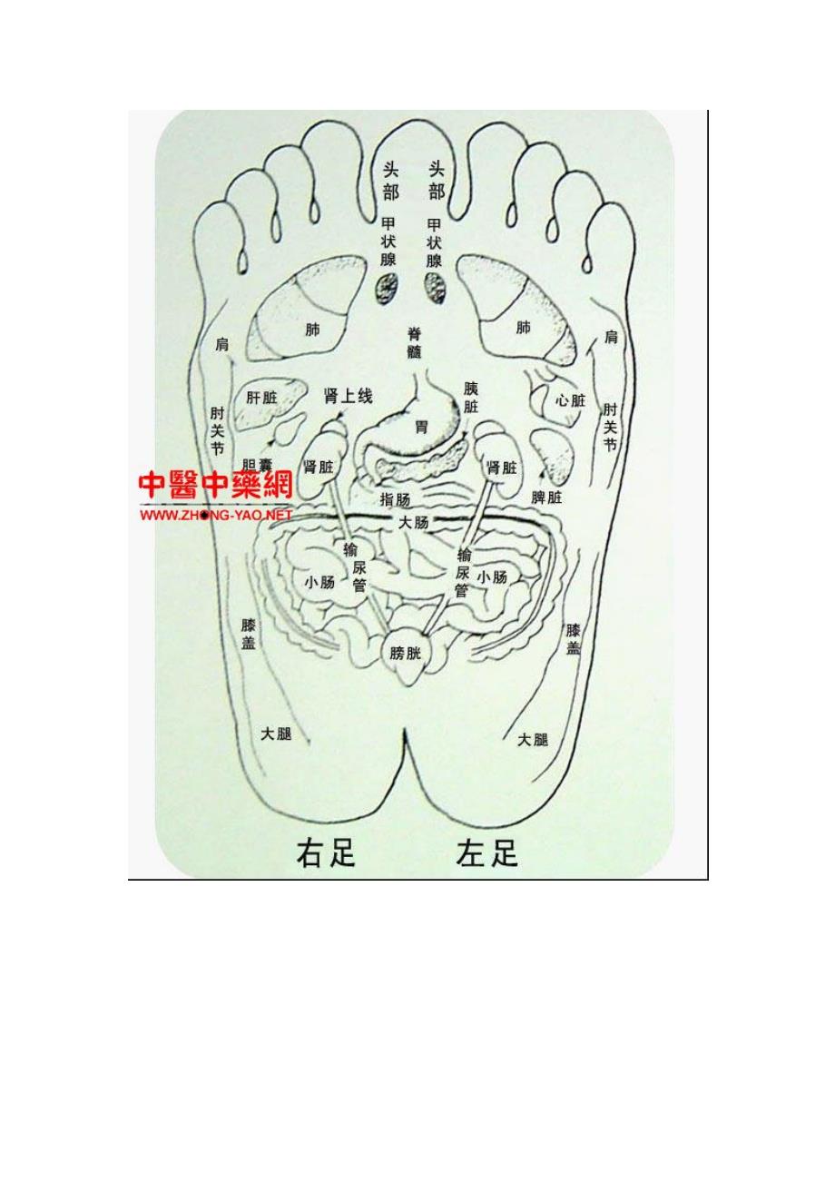 脚板底是人体所有身体器官的反射区_第4页