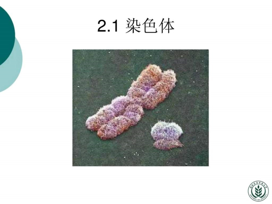 分子生物学许晓东2（nxpowerlite）ppt课件_第2页