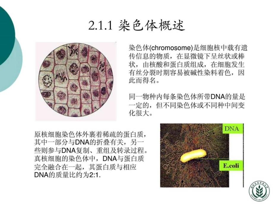 分子生物学许晓东2（nxpowerlite）ppt课件_第3页