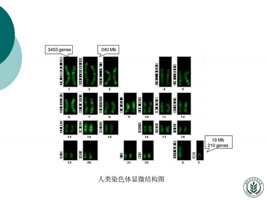 分子生物学许晓东2（nxpowerlite）ppt课件_第4页